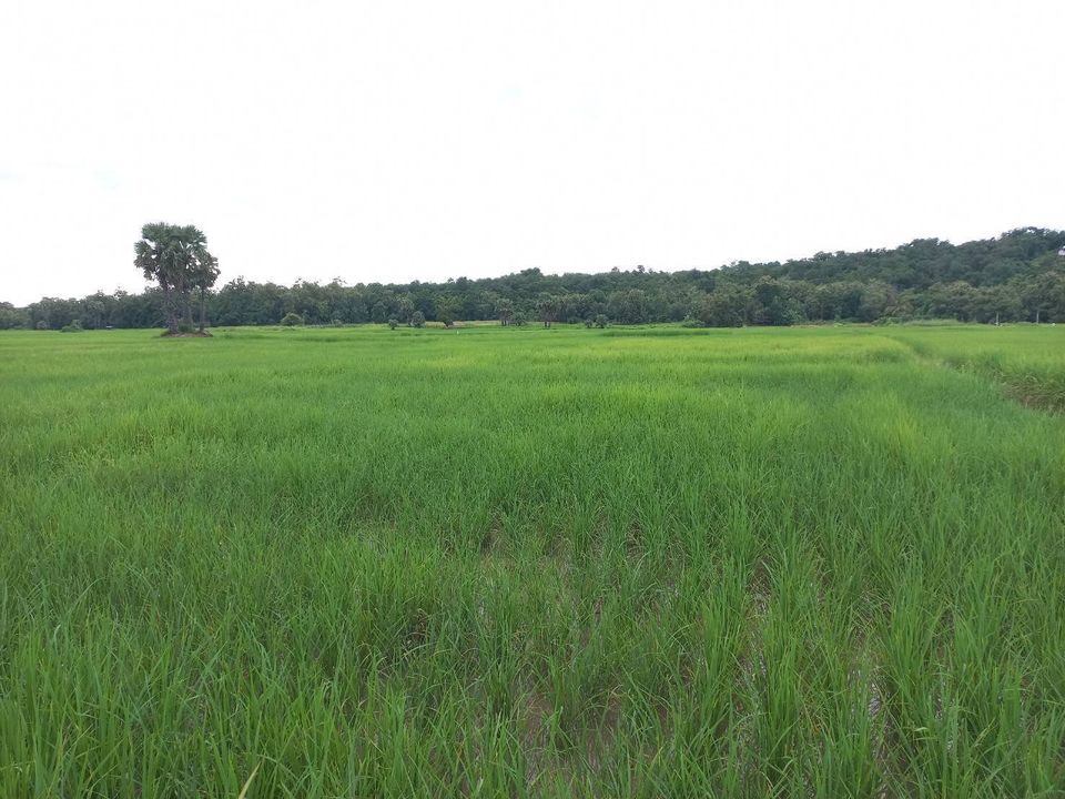 ขายที่ดิน ลำปาง 2 ไร่