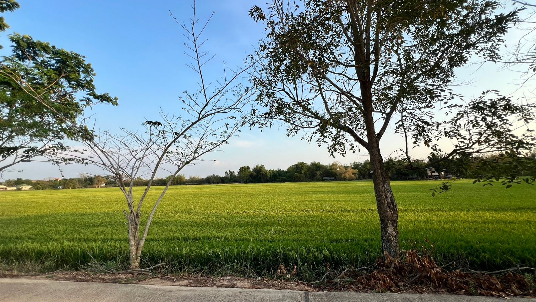 ที่ดิน 31 ไร่ 1 งาน 50 ตร.วา ทำเลเด่น ติดถนน-ติดคลอง บรรยากาศดี