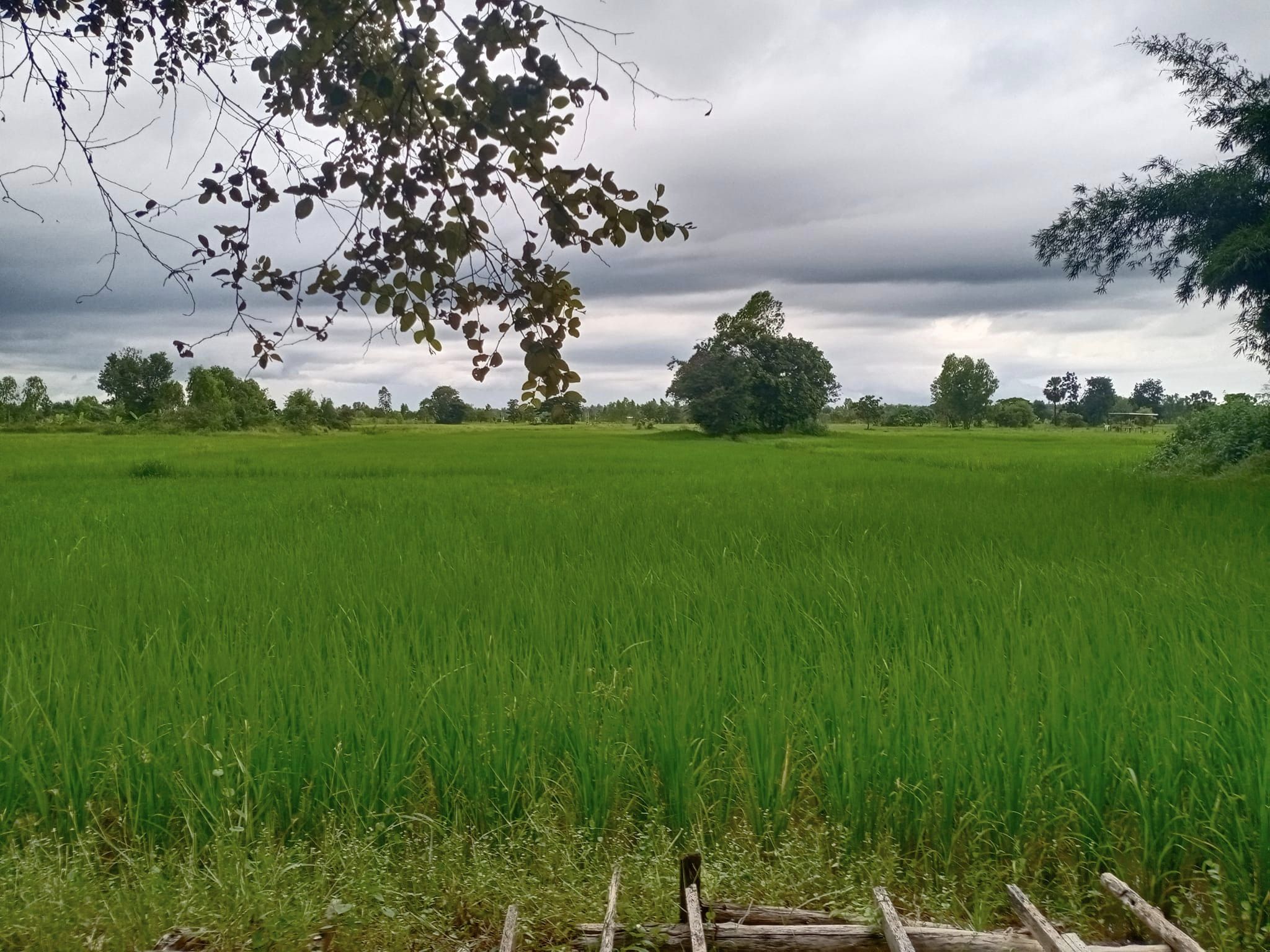 ขายที่ดินขอนแก่น เมืองขอนแก่น 3-1-77.7
