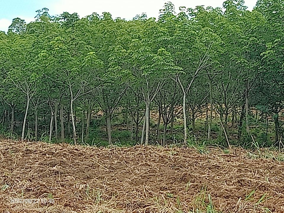 ขายที่ดินประจวบคีรีขันธ์ เมืองประจวบคีรีขันธ์ 33-2-19.4 ไร่