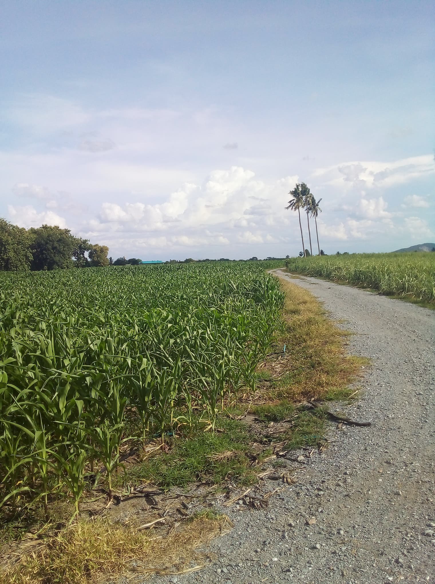 ที่ดินเปล่า อ.อู่ทอง จ.สุพรรณบุรี 12-0-60 ไร่