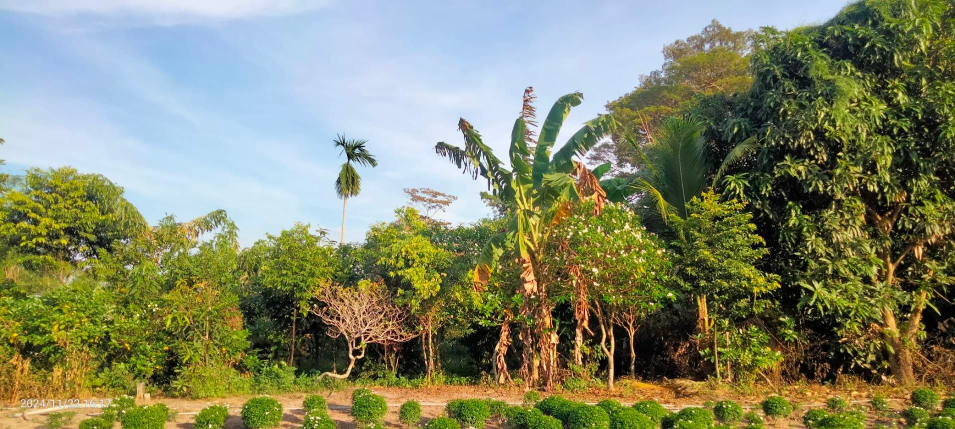 ขายที่ดินปราจีน อำเภอเมือง ที่ดินพร้อมบ้านพร้อมต้นไม้ 