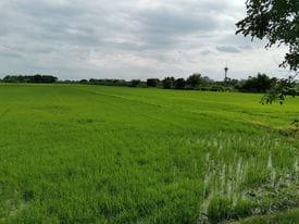 ขายที่ดินแปลงใหญ่ สามโคก ปทุมธานี