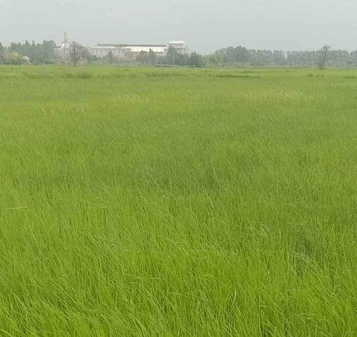 ที่ดินทุ่งนา ราคาดี โชคชัย นครราชสีมา 3-0-17
