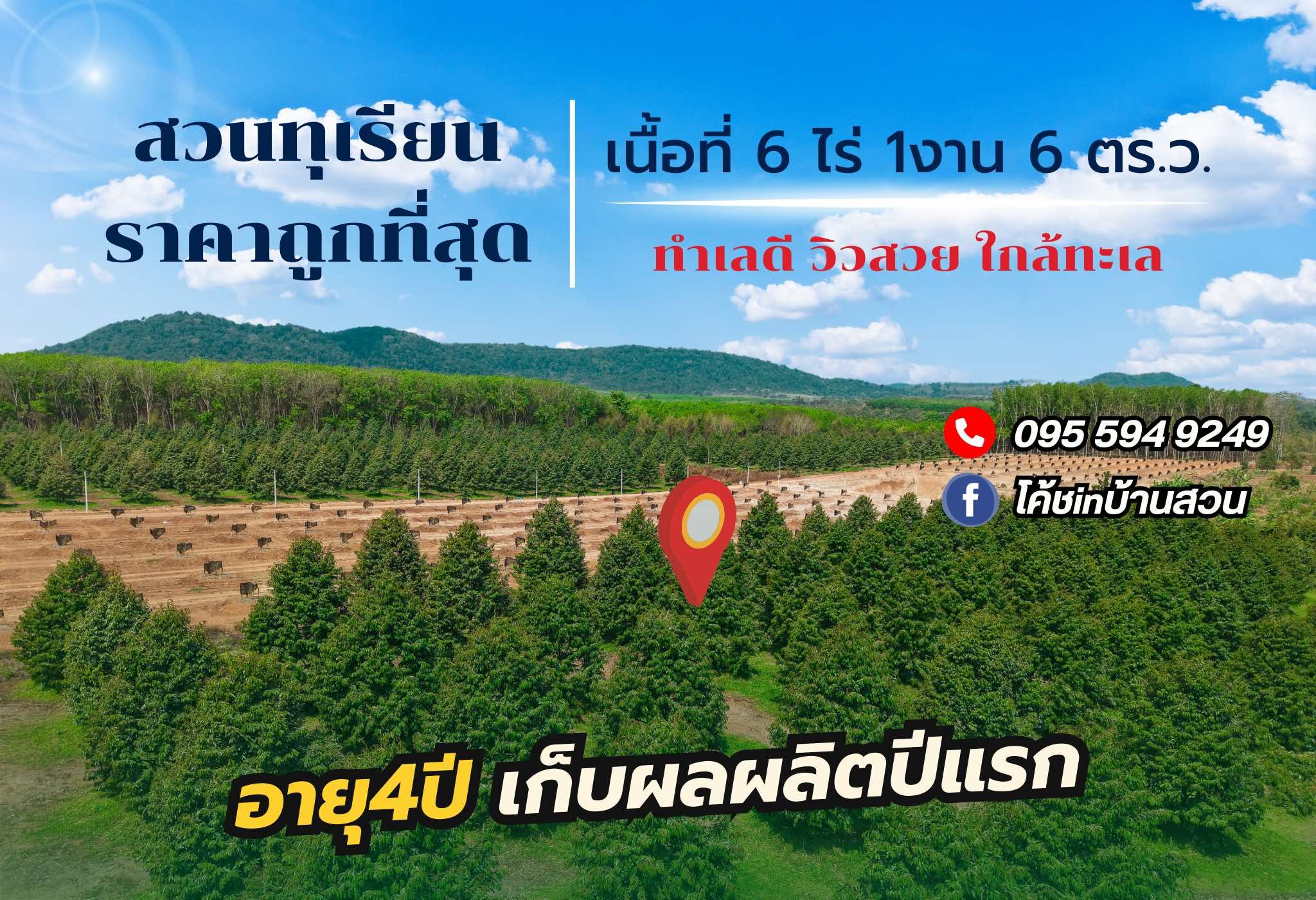 สวนทุเรียนหมอนทอง 