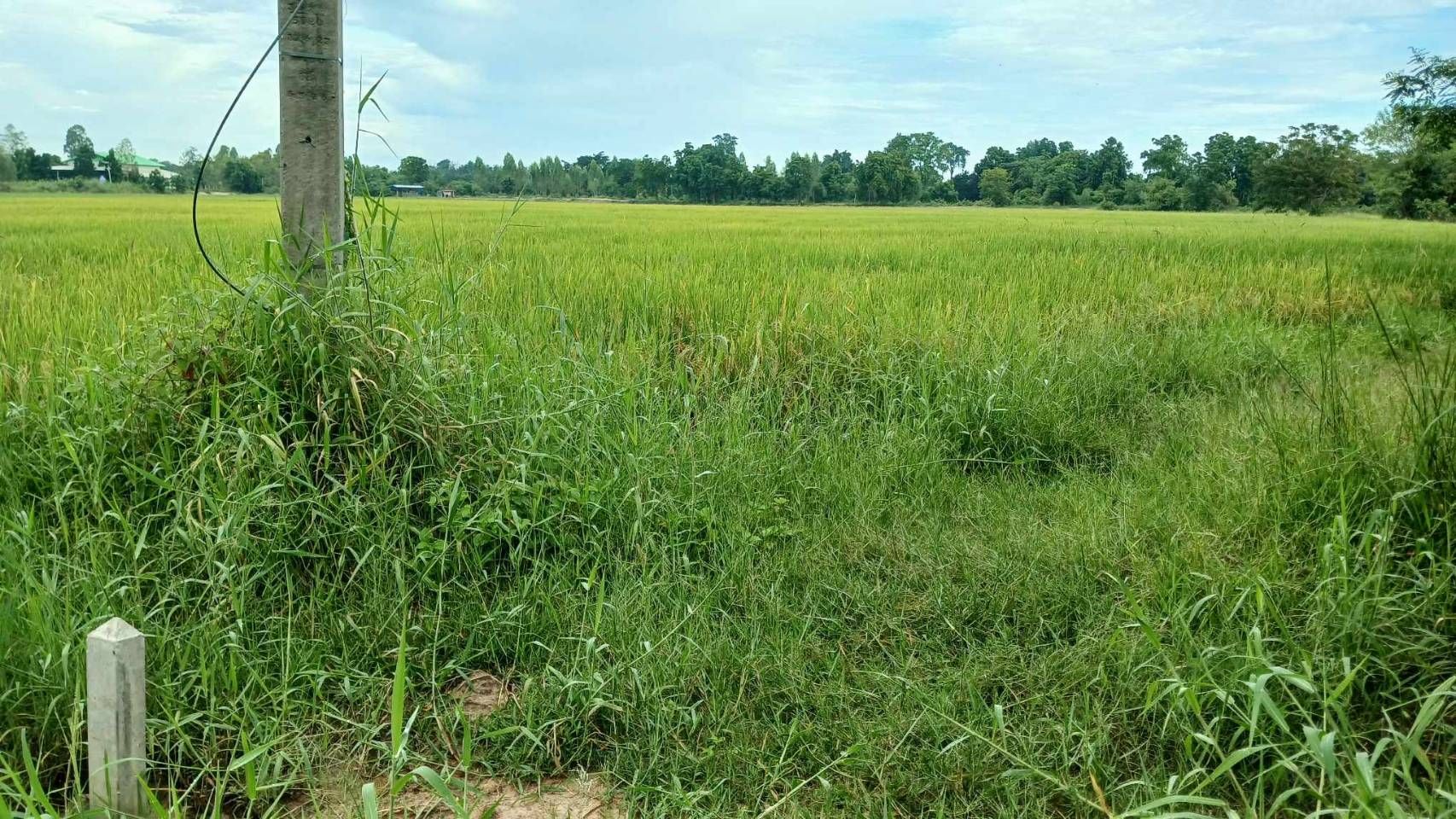 ขายที่ดินอุทัยธานี อำเภอทัพทัน ที่แปลงสวยน่าลงทุน