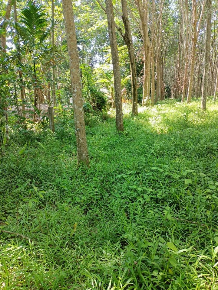 ที่ดินถลางใกล้ลากูน่าบ้านนาเกาะ ภูเก็ต 14-0-38