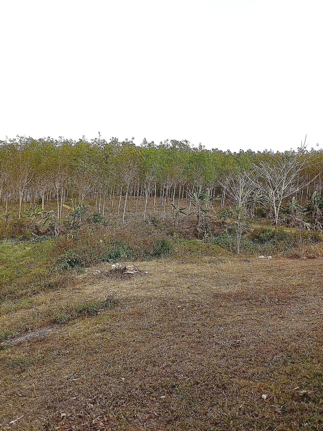 ที่ดินแปลงใหญ่ น่าน 26-1-18