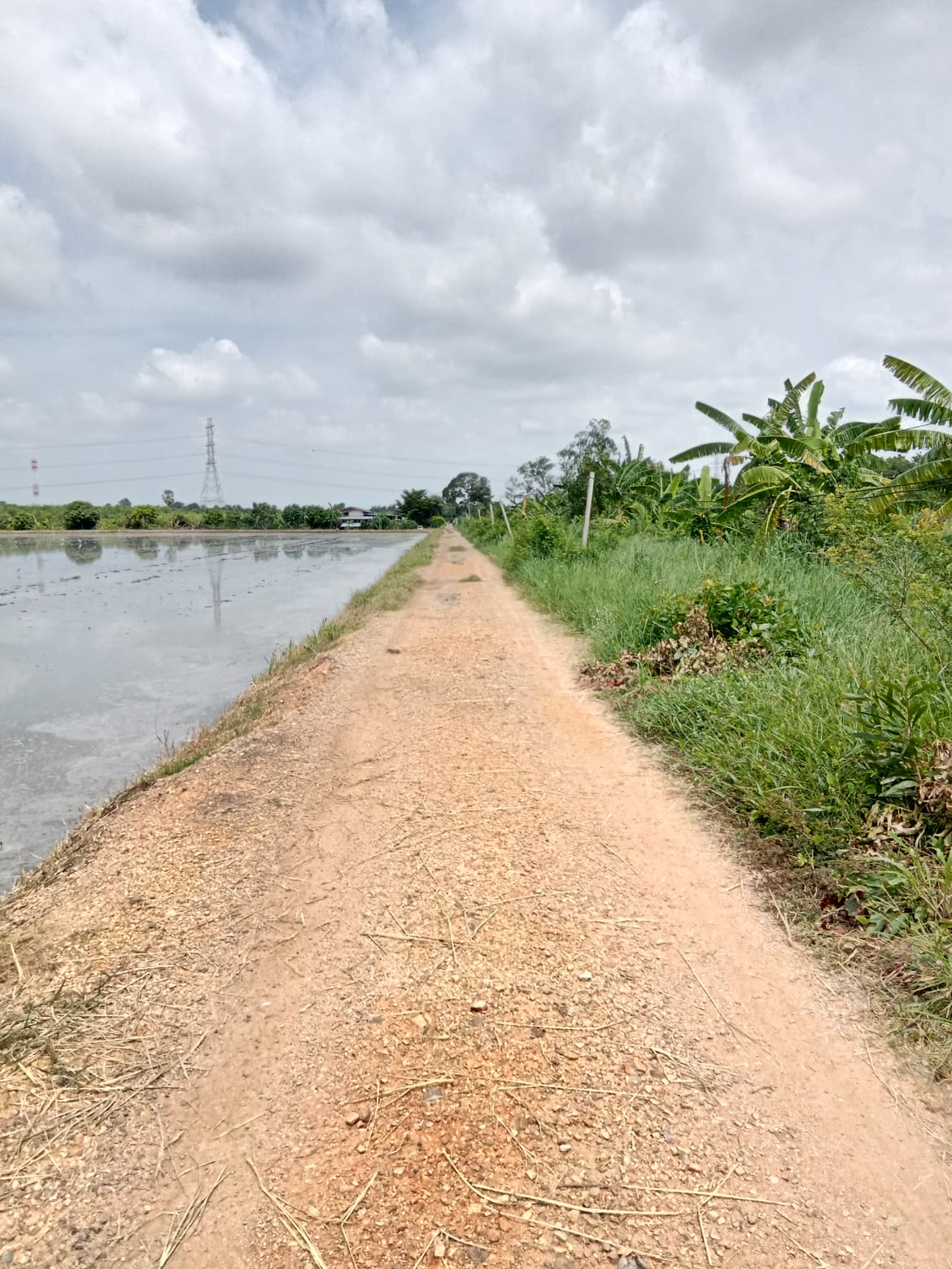 ขายที่ดิน หนองเสือ ปทุมธานี 30-3-99