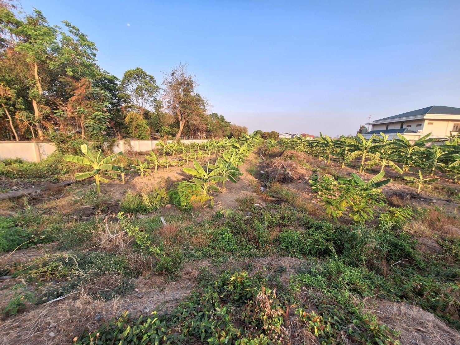🏘️ขายที่ดินปทุมธานี📍เขตติดต่อนนทบุรี-ปทุมธานี