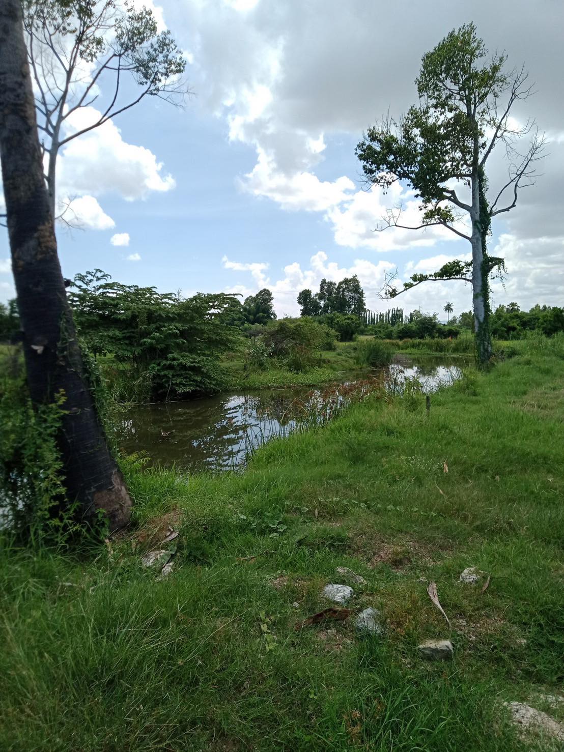 ที่ดินที่นา กาญจนบุรี 4-3-24