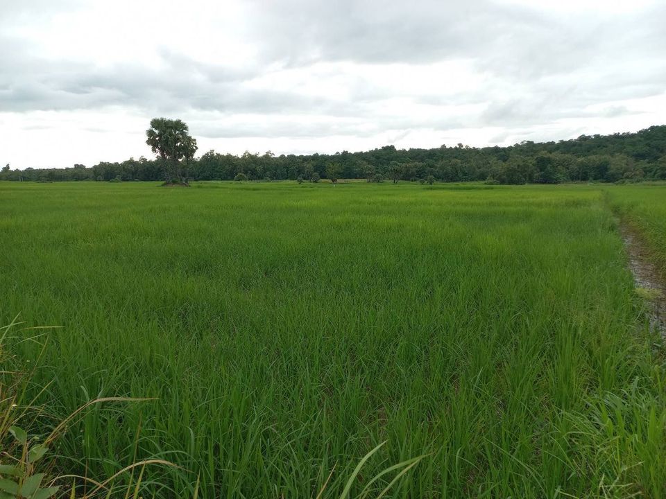 ขายที่ดิน ลำปาง 2 ไร่