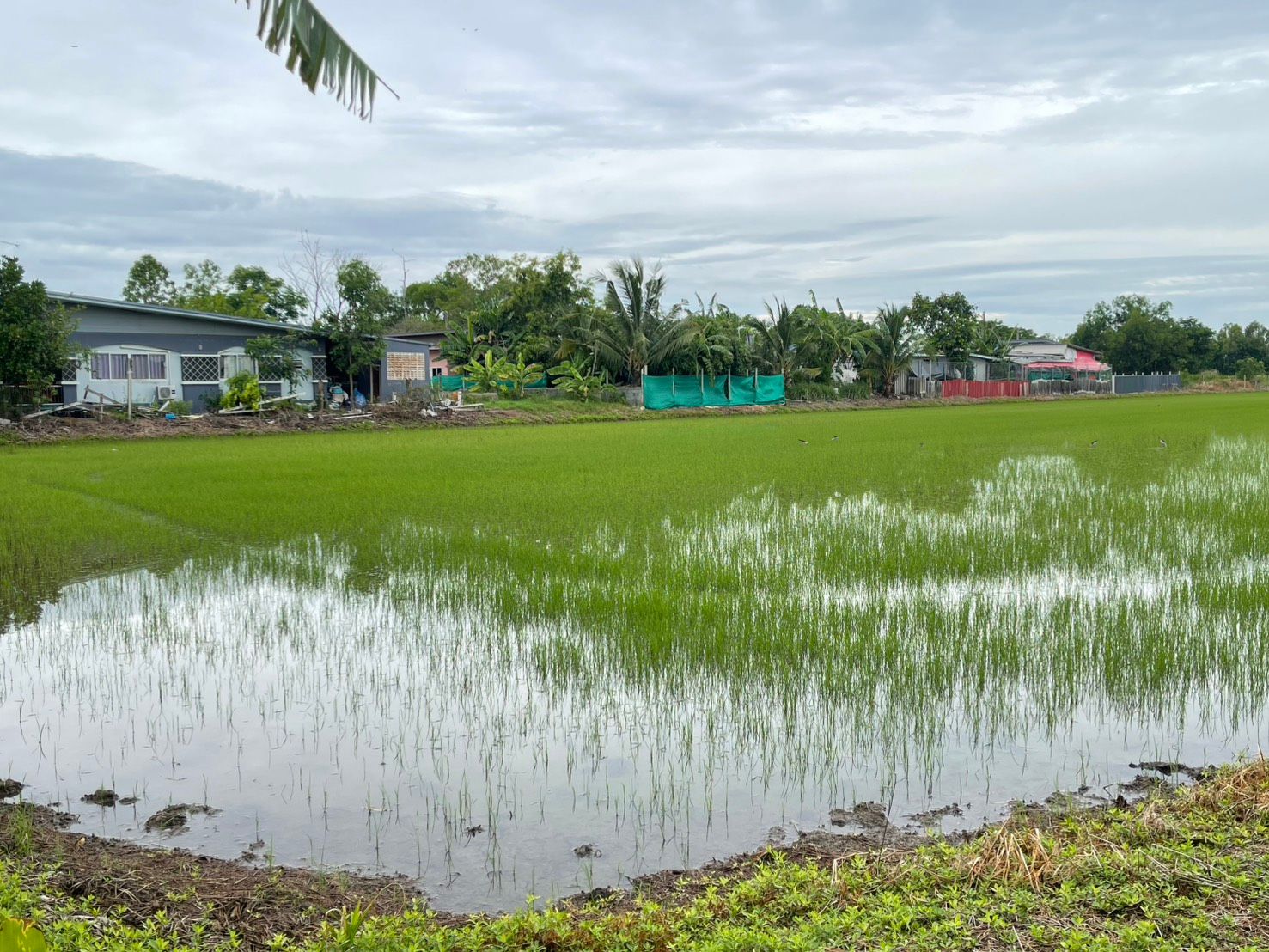ขายที่ดิน หนองจอก กทม. 26-3-84 ไร่