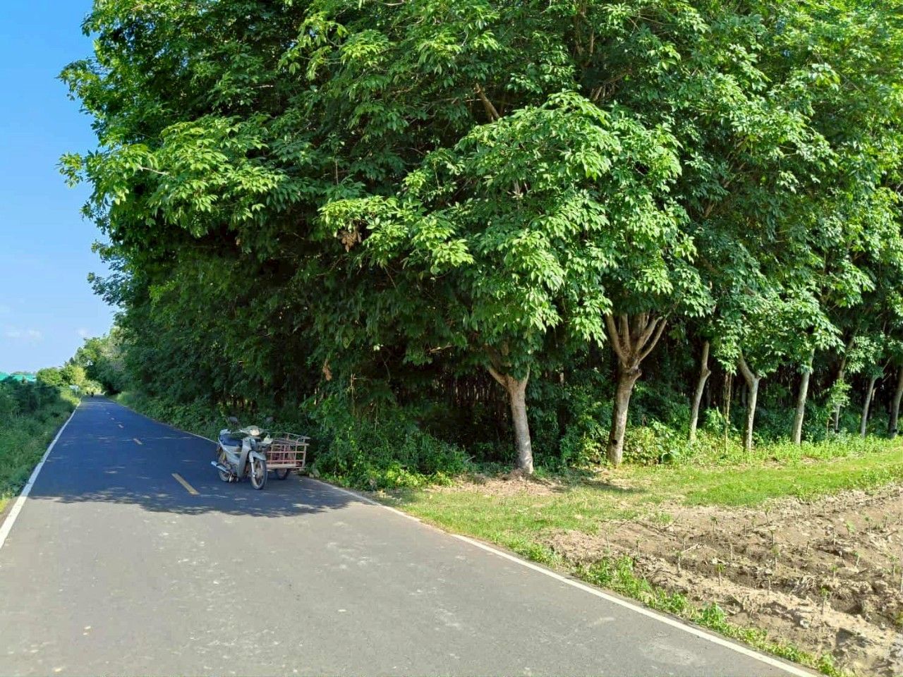 ขายที่ดินบุรีรัมย์ อ.นางรอง เป็นสวนยาง 13-2-58 ไร่ 