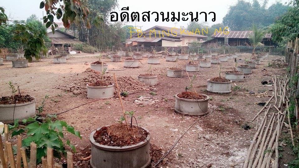 ขายที่ดิน อ.แม่จัน จ.เชียงราย