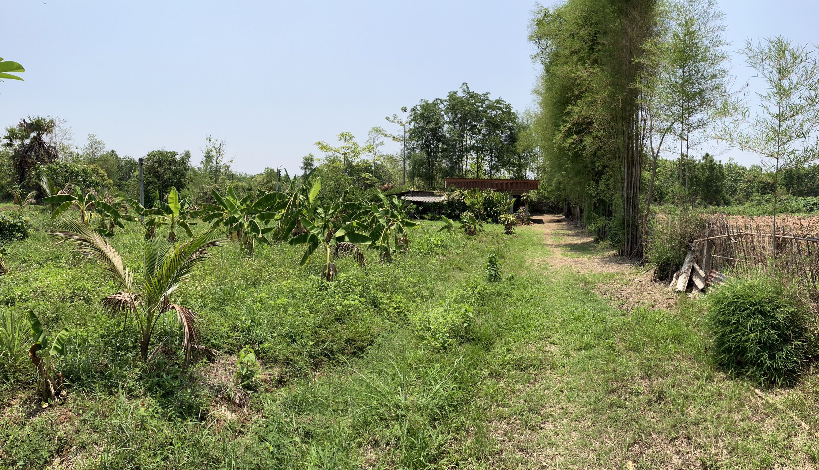 ที่สวน เกือบ 1 ไร่ พร้อมบ้าน ในบ้านแม่ปรุง แม่ทะ ลำปาง
