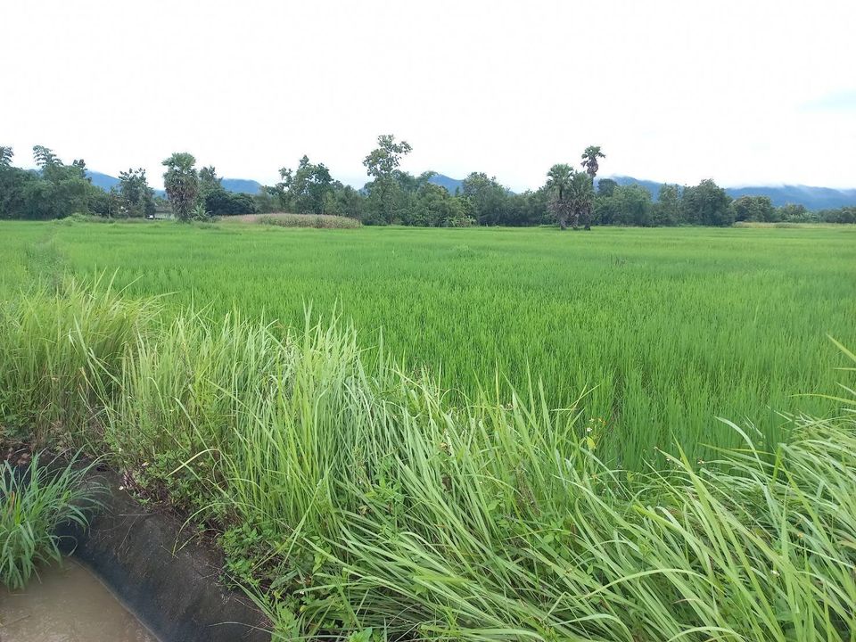 ขายที่ดิน ลำปาง 2 ไร่