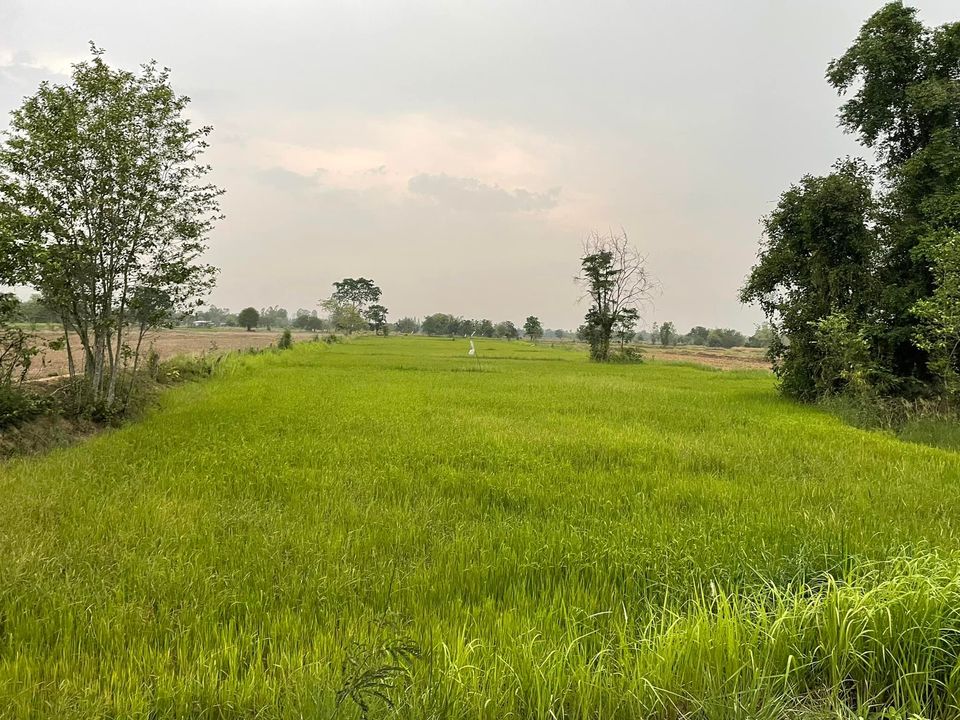 ขายที่ดิน มหาสารคาม 9-3-34.6 ไร่