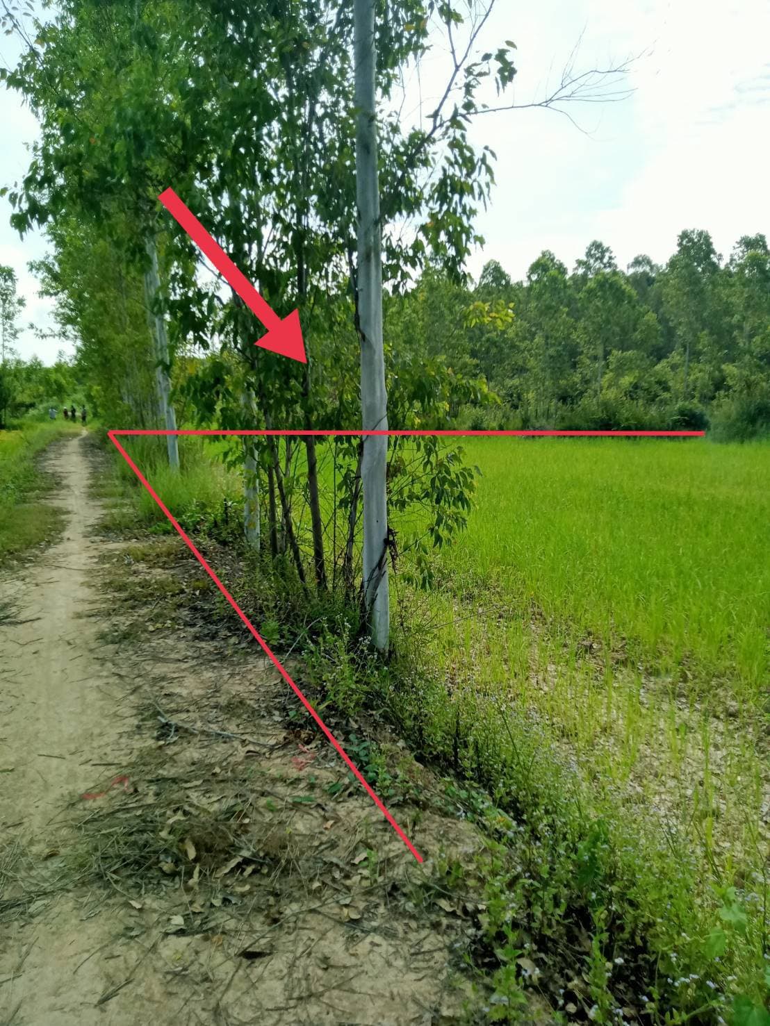 ที่ดินที่นาแปลงใหญ่ กบินทร์บุรี ปราจีนฯ 15-1-9