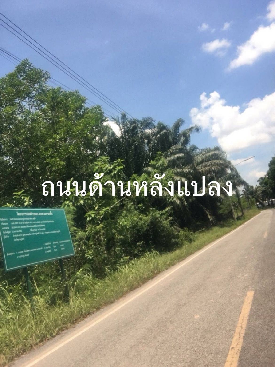 ขายที่ดิน สุราษฎร์ธานี 31 ไร่