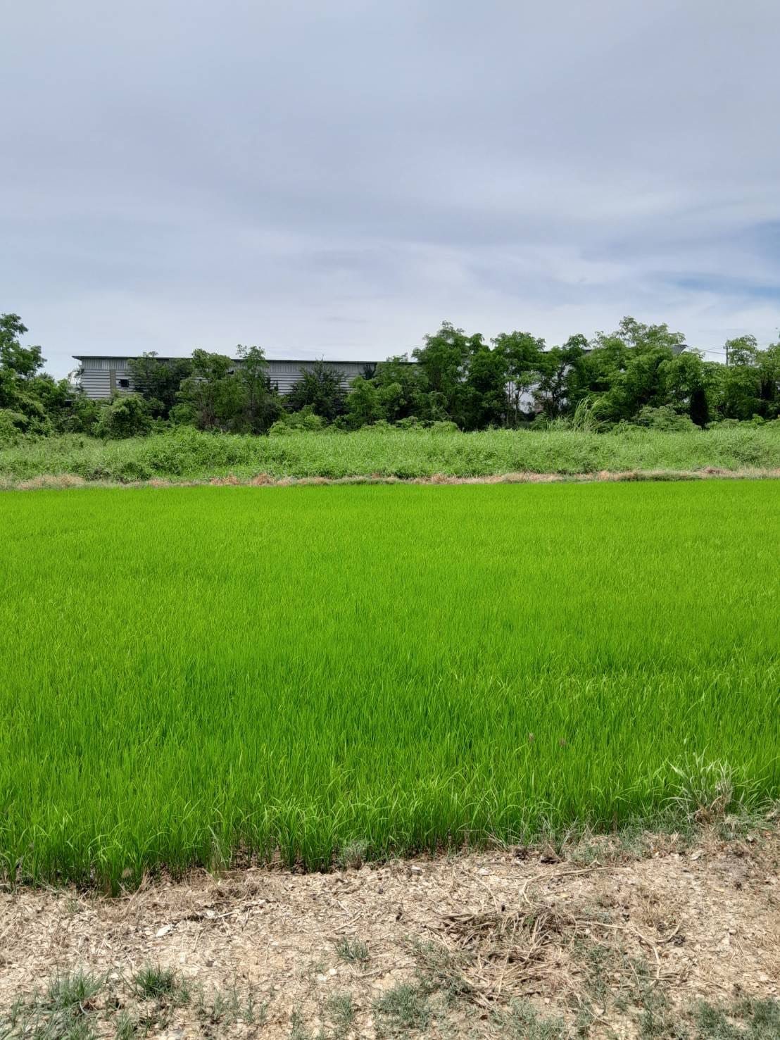 ที่ดินใกล้เซ็นทรัลพิษณุโลก