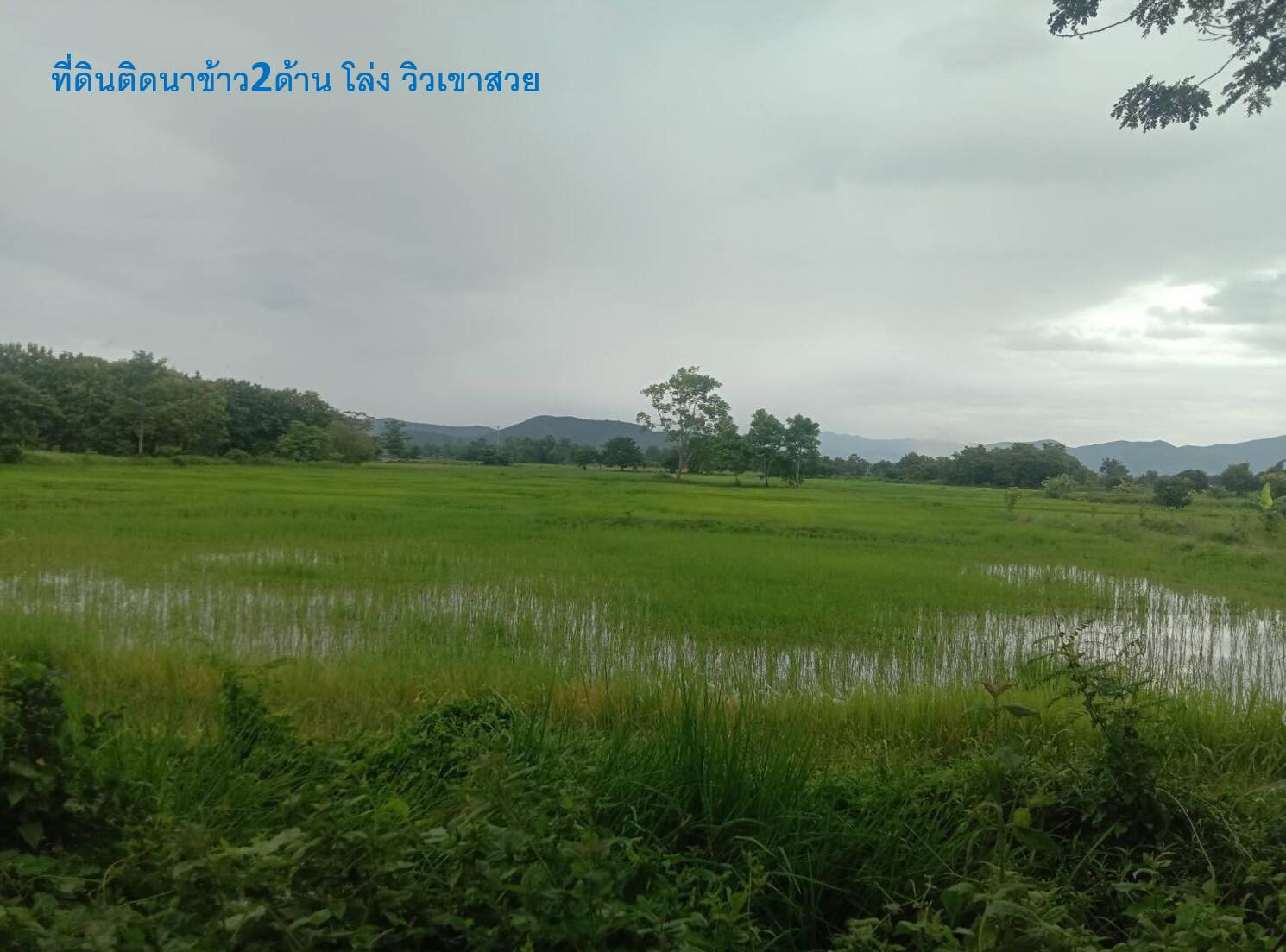  ขายที่ดินสวนผลไม้ อ.ดอยสะเก็ด จ.เชียงใหม่ 6-1-17 ไร่