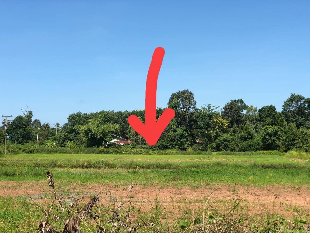 ขายที่ดินสุรินทร์ พนมดงรัก 10-3-75.3
