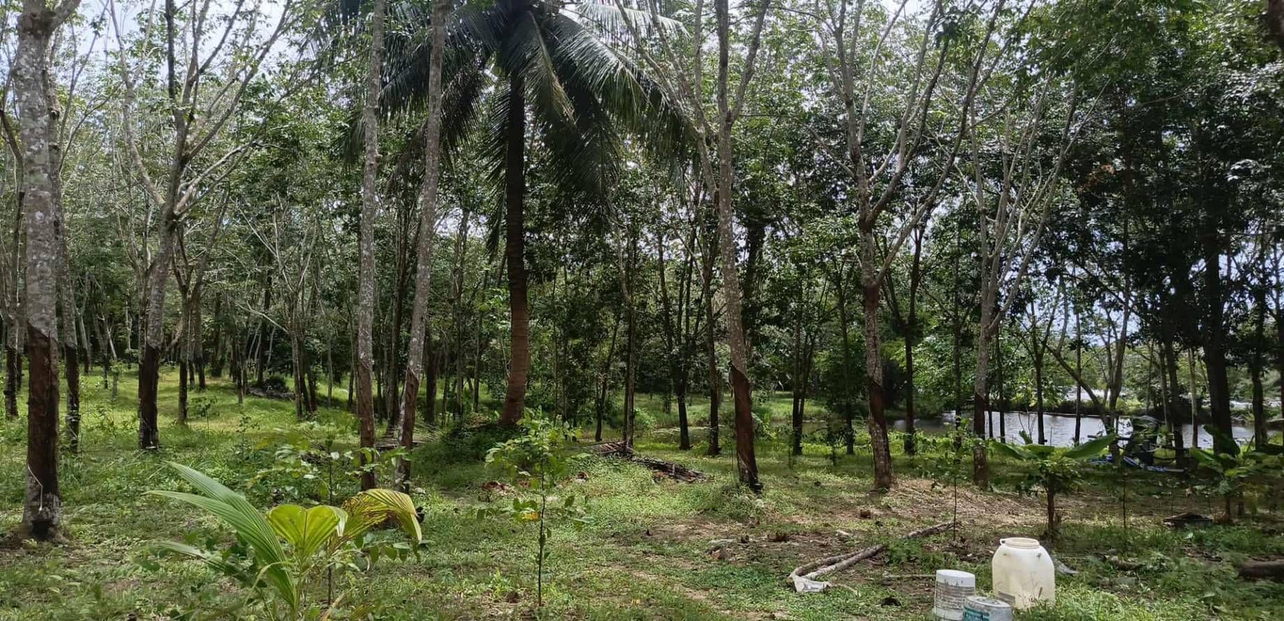 ขายที่ดินภูเก็ต ถลาง ที่ดินทำเลสวยในภูเก็ต