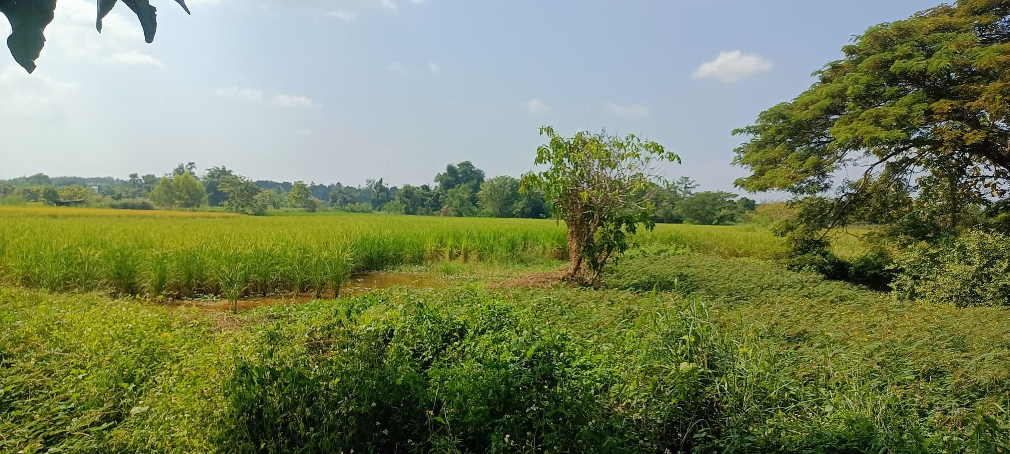 ขายที่ดินลำปาง เมืองลำปาง 9-3-32
