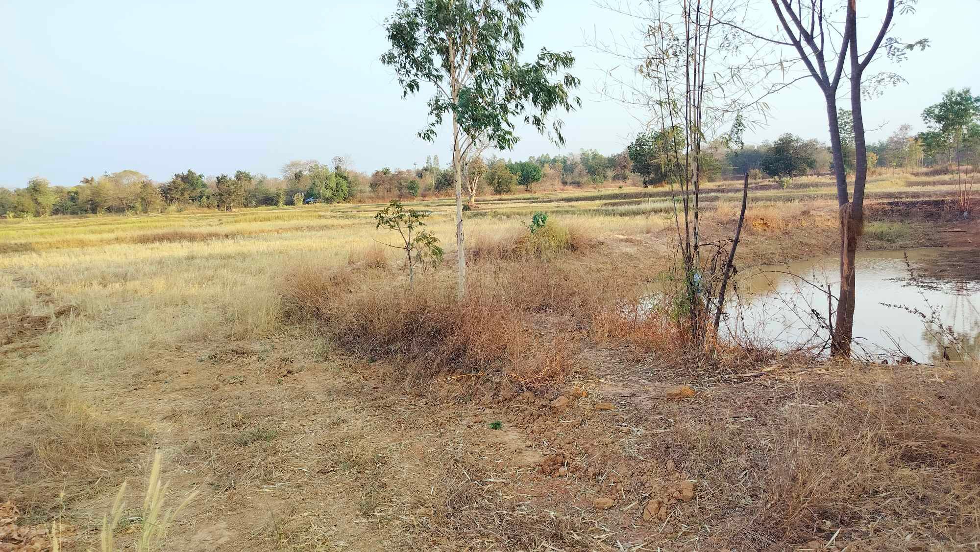 ขายที่ดิน บ้านนาฝาย