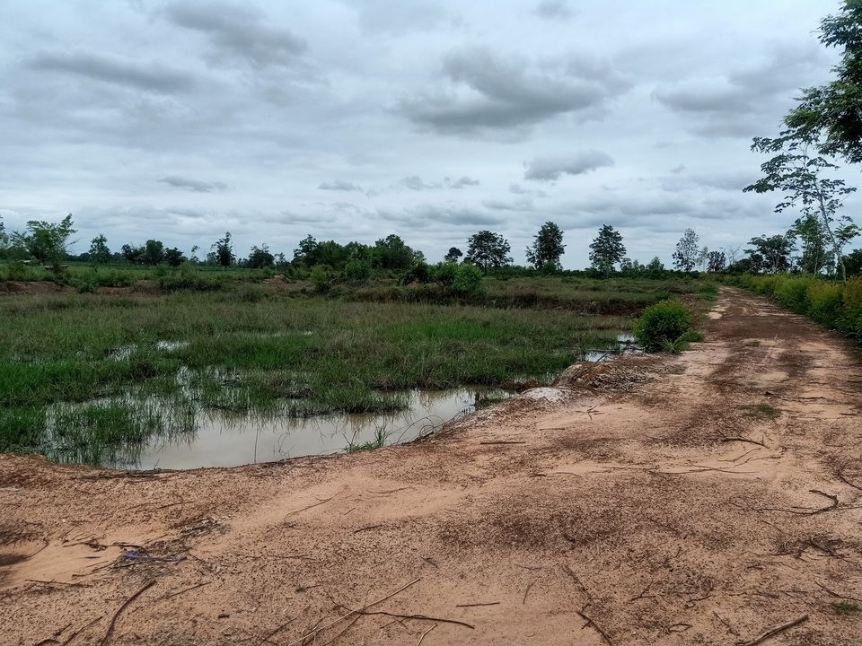 ที่นาที่ไร่จำนวน 17 ไร่เศษ ราคาภูก 17-1-64 ไร่