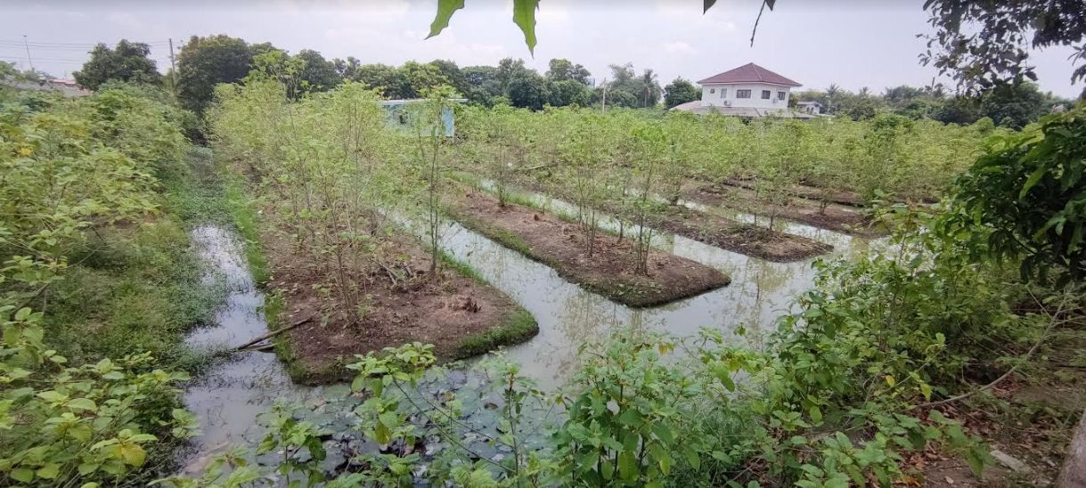 ขายที่ดินเปล่า ปัจจุบันยกร่องปลูกกระท่อมเก็บใบขายได้ตลอด