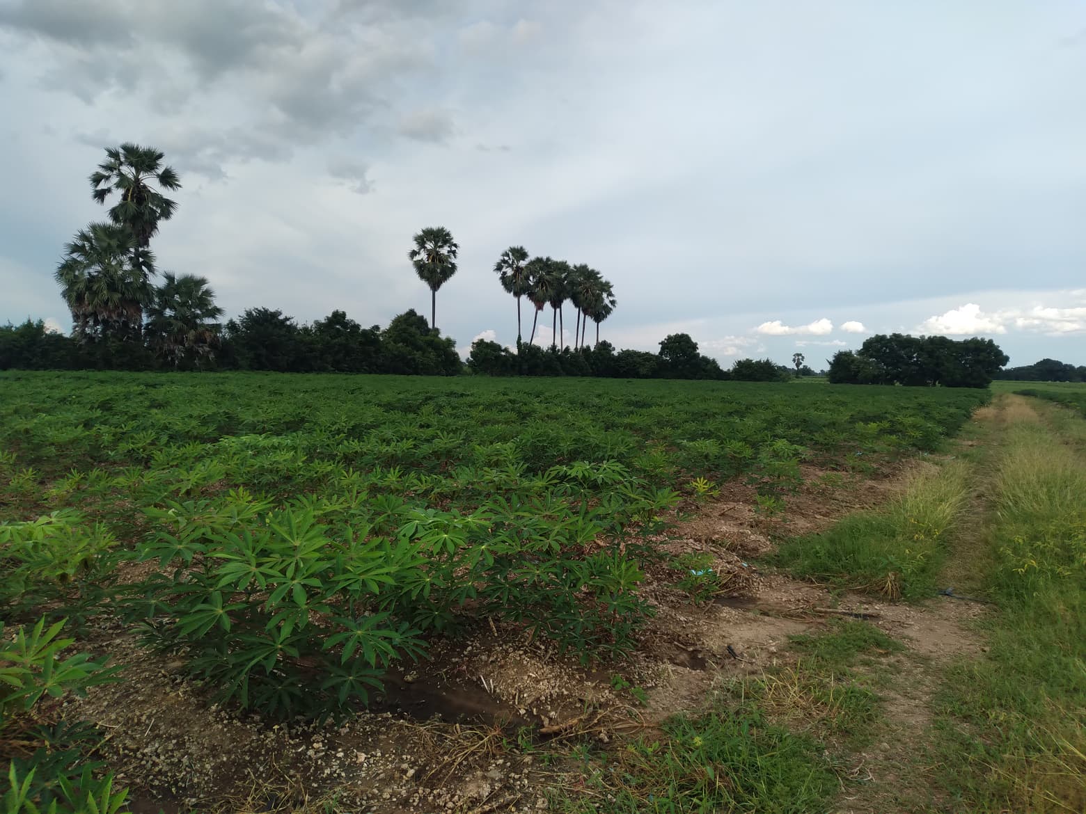 ขายที่ดิน อู่ทอง สุพรรณบุรี 14-0-83