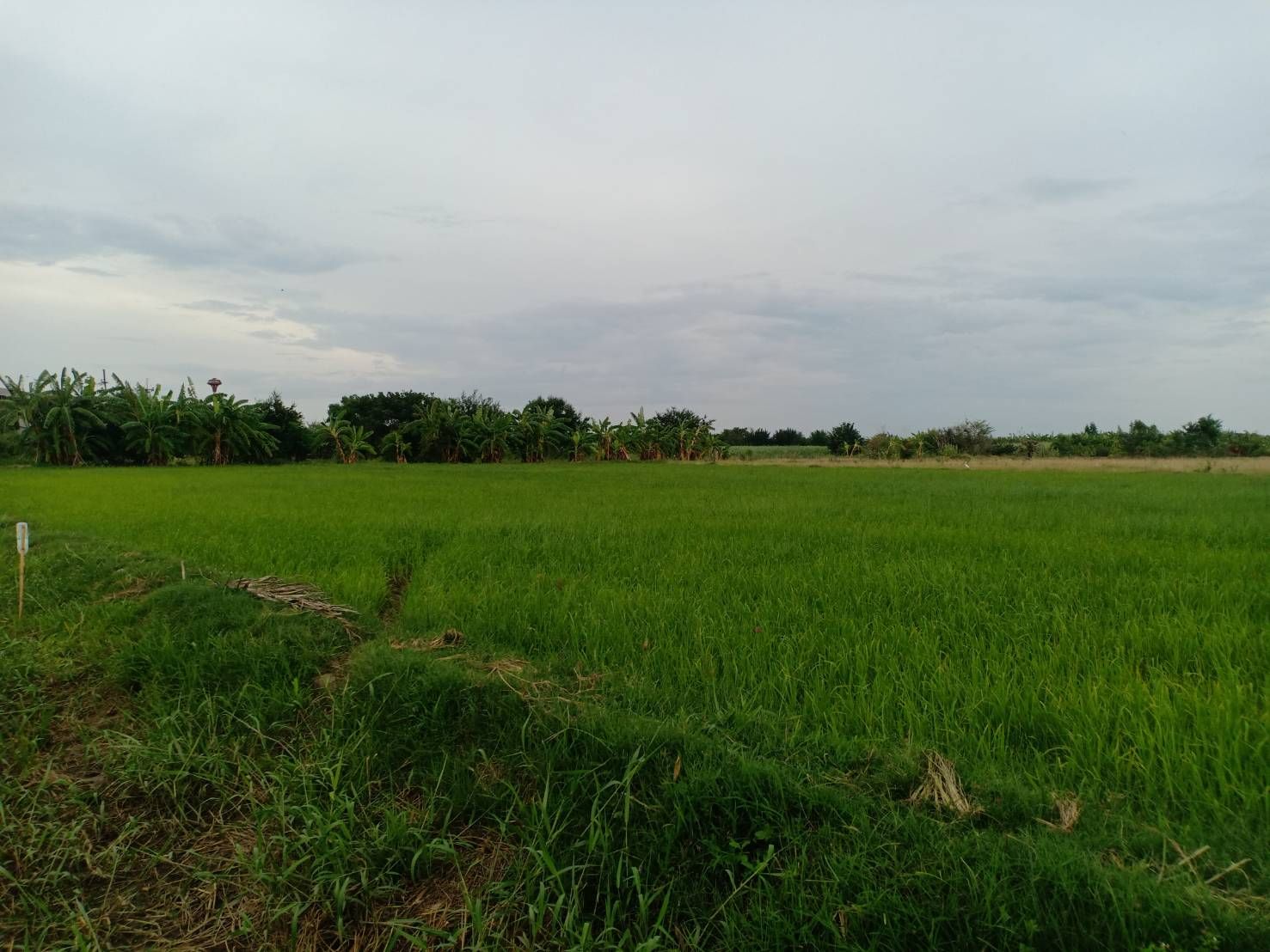 ขายที่ดิน 16 ไร่ ติดถนนมาลัยแมน อ.สองพี่น้อง จ.สุพรรณบุรี