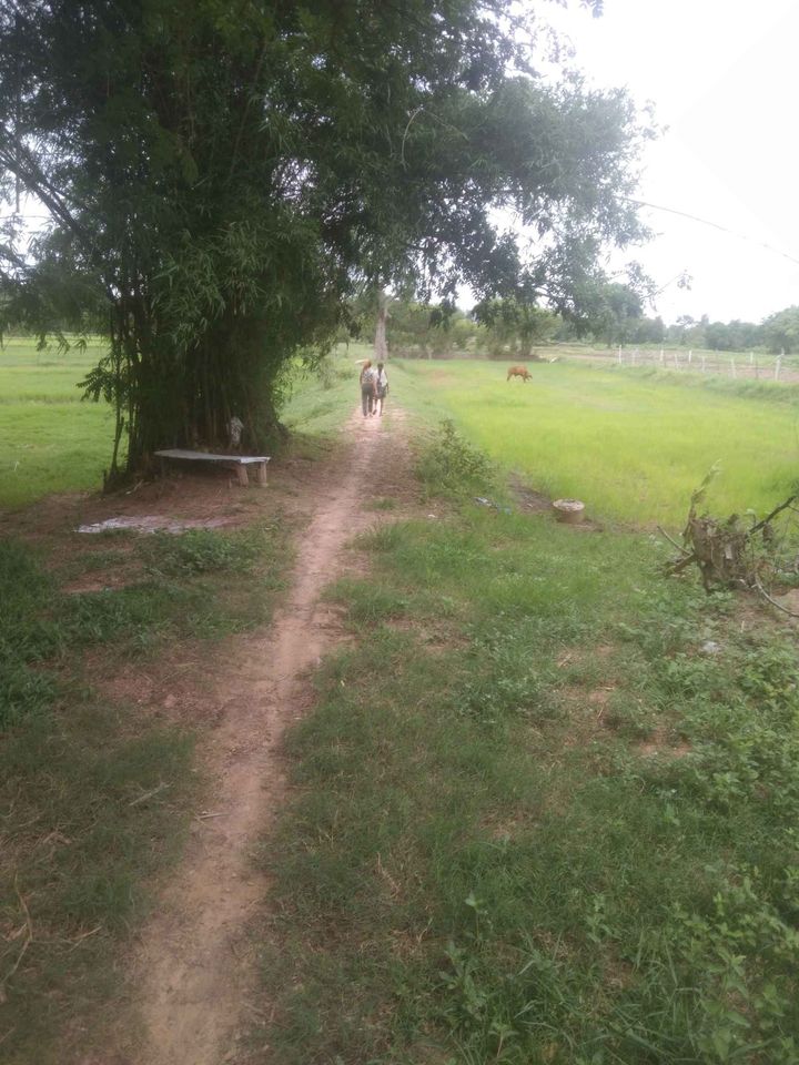 ที่นา บ้านหนองเม็ก ต.หัวเรือ อุบลราชธานี 1-0-31