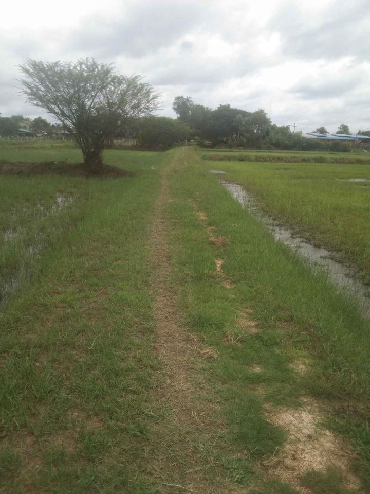 ที่นา บ้านหนองเม็ก ต.หัวเรือ อุบลราชธานี 1-0-31