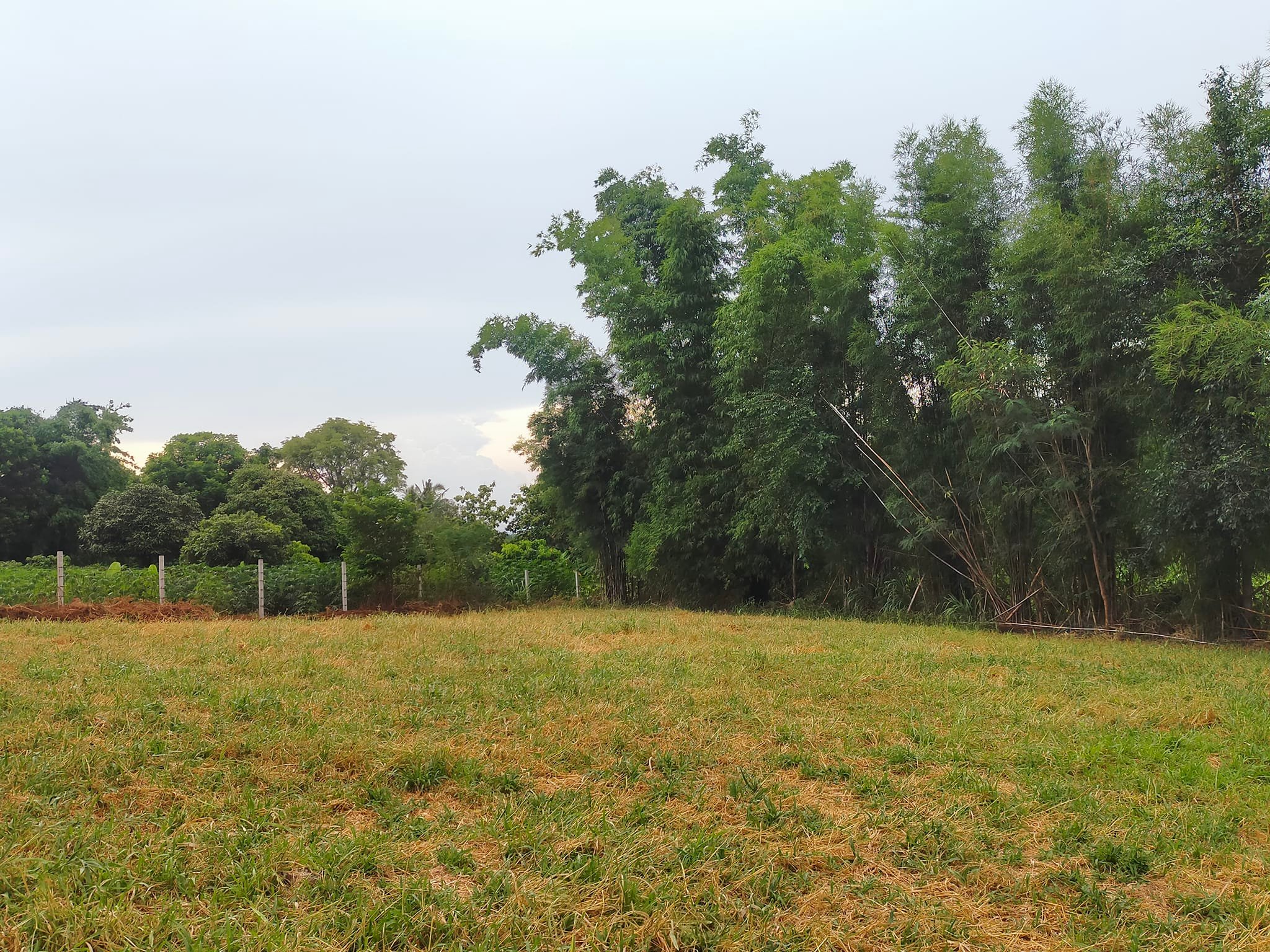 ที่ดินพร้อม อ.ปากช่อง จ.นครราชสีมา 3-1-66ไร่