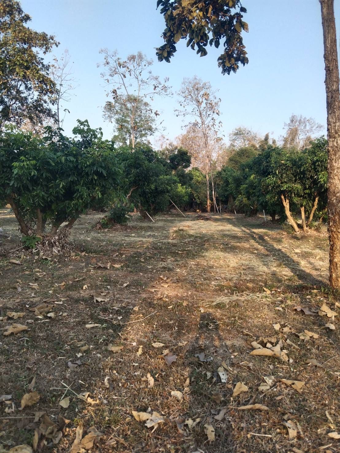 ขายที่ดินเชียงใหม่ ที่น.ส.3ก. ที่สวย บรรยากาศดี พร้อมให้ลงทุนต่อได้ทันที แม่แตง 13-3-0