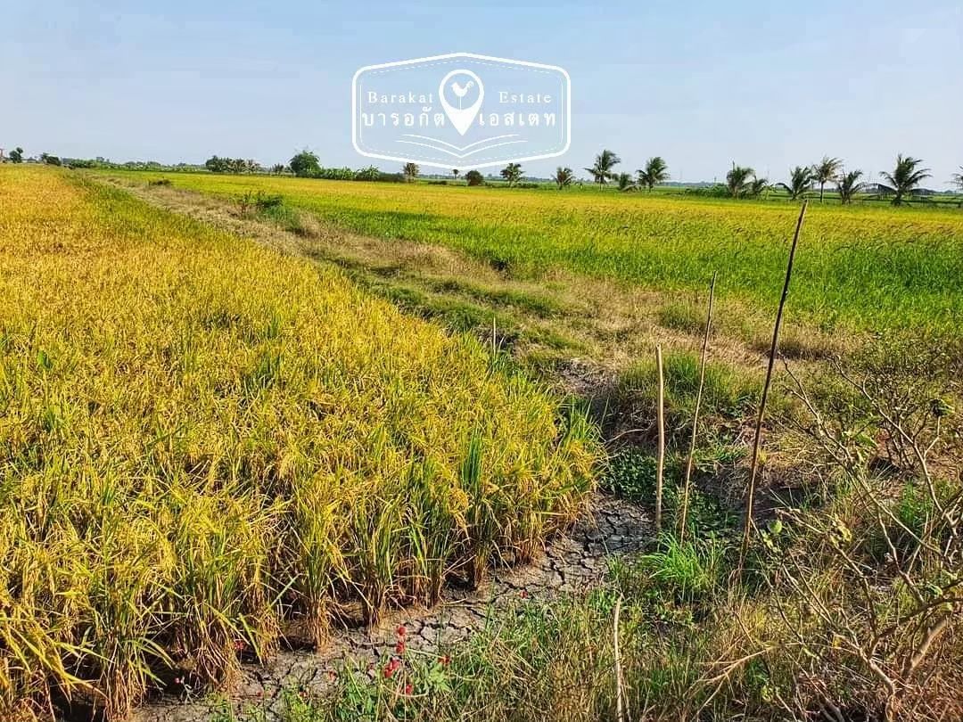 ที่ดินราคาถูก แปลงสวย ทำเลดี บางน้ำเปรี้ยว จังหวัดฉะเชิงเทรา 