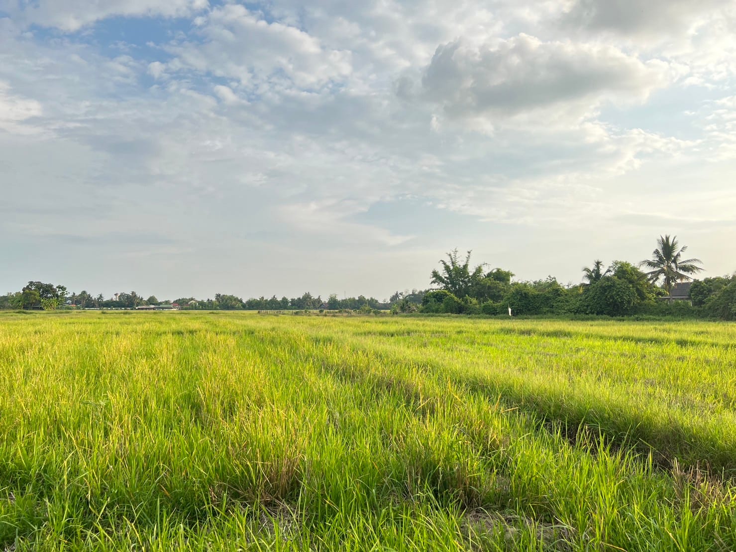 ที่ดินใกล้เทศบาลตำบลห้วยทราย สันกำแพง เชียงใหม่ 