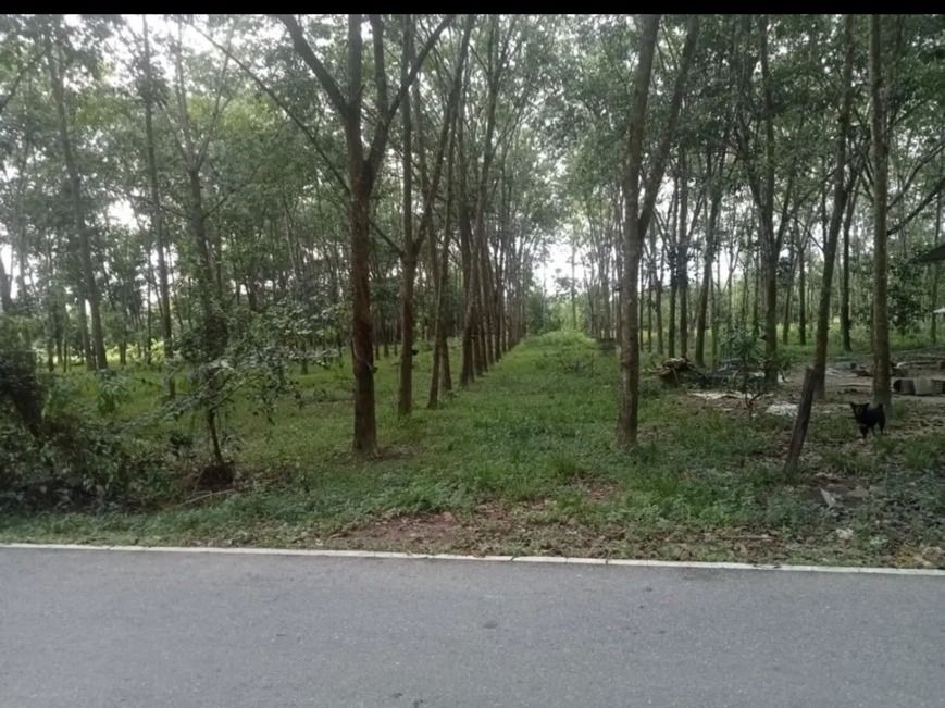 ที่ดินติดถนน สวนยางพร้อมกรีด นครศรีธรรมราช