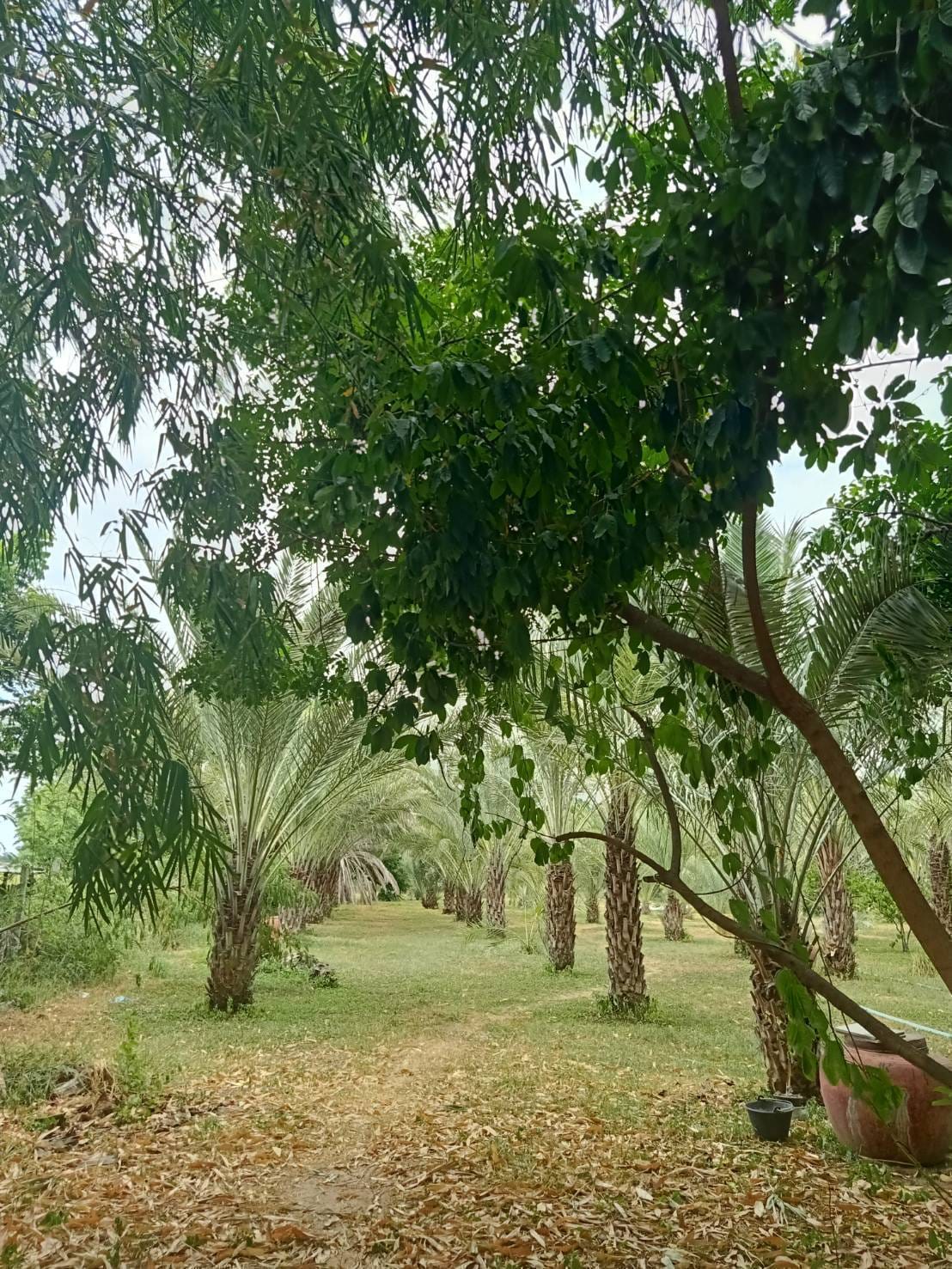 ขายบ้านพร้อมที่ดิน สุพรรณบุรี 7-1-8 ไร่