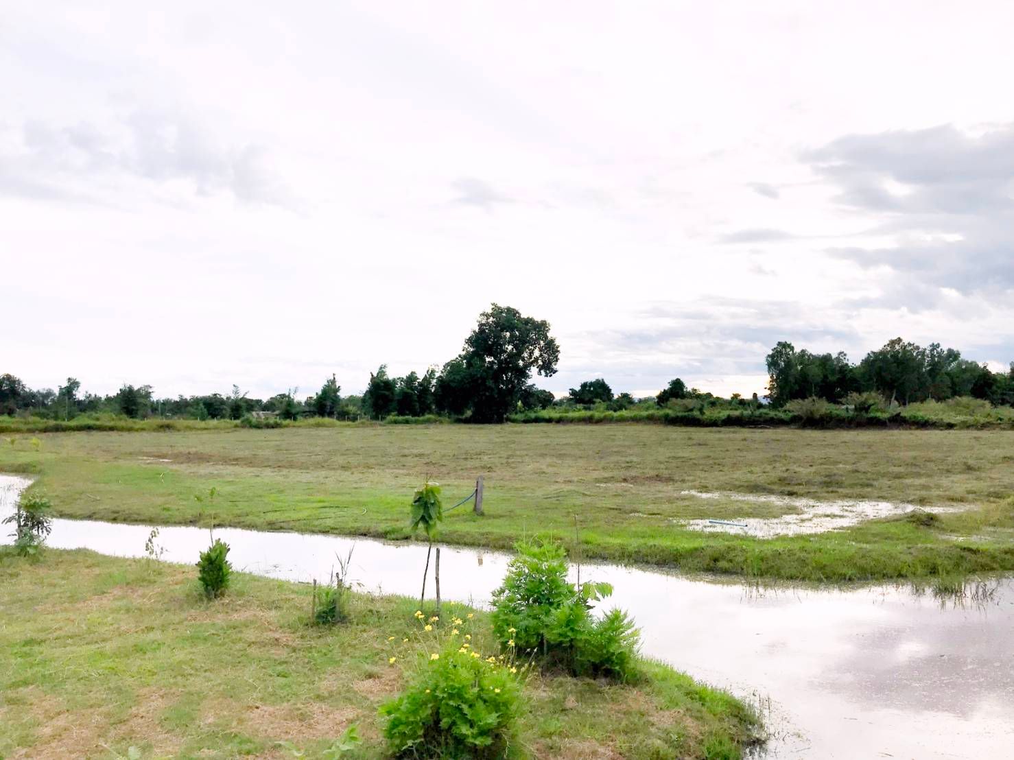 ขาย ที่ดิน 4-3-20 ไร่ ติดลำเหมือง บรรยากาศดี สังคมดี ห้างฉัตร ลำปาง ราคาเพียง 1,563 ต่อ ตร.ว.