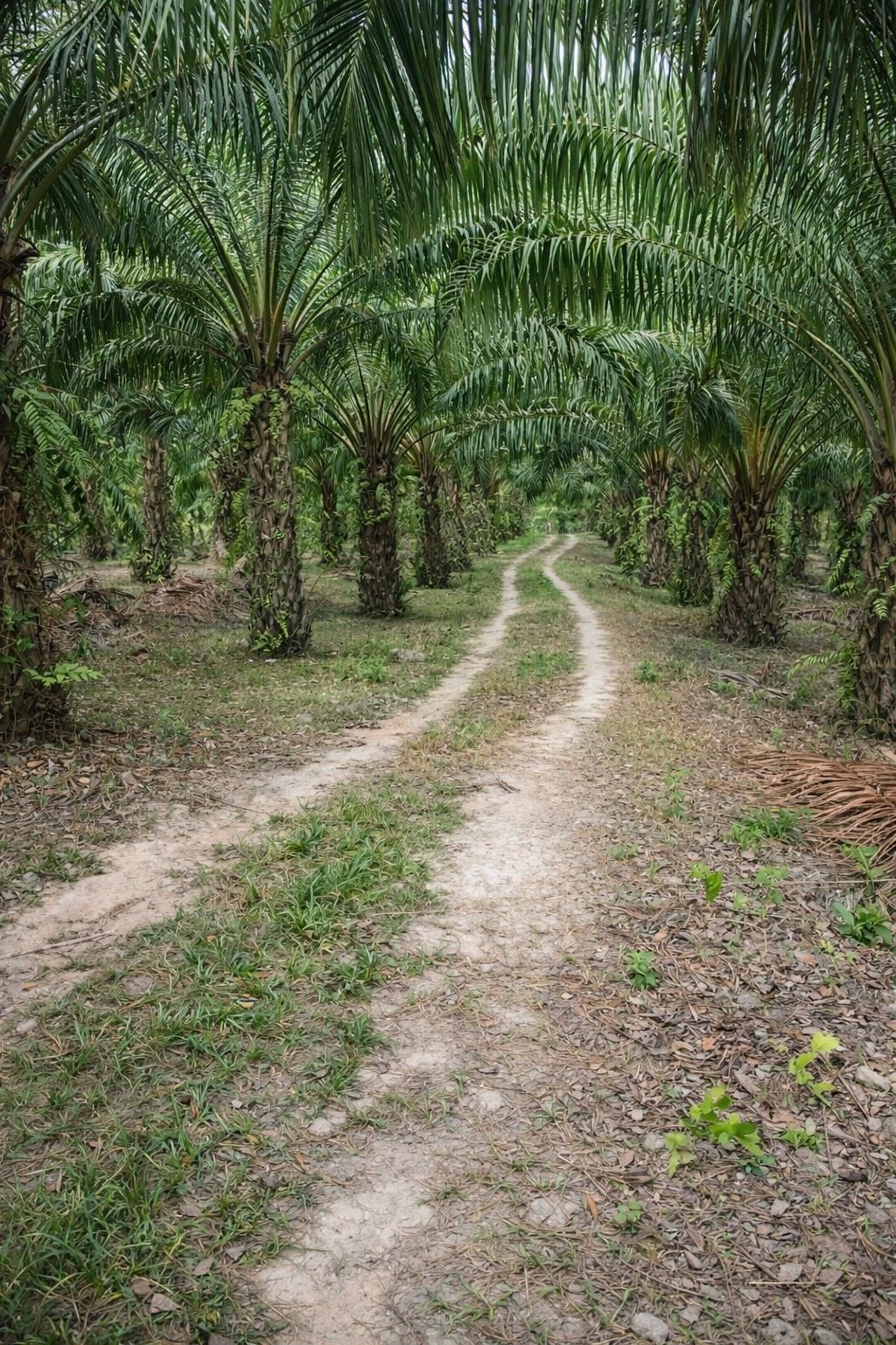 🌴 สวนปาล์มน้ำมัน พร้อมเก็บผลผลิต ทำเลดี ใกล้ถนน 🌴  ขายสวนปาล์มน้ำมัน แปลงสวย พร้อมทำต่อได้ทันที ปาล์มอายุ 8 ปี ให้ผลผลิตแล้ว เหมาะทั้งลงทุนและทำสวนระยะยาว