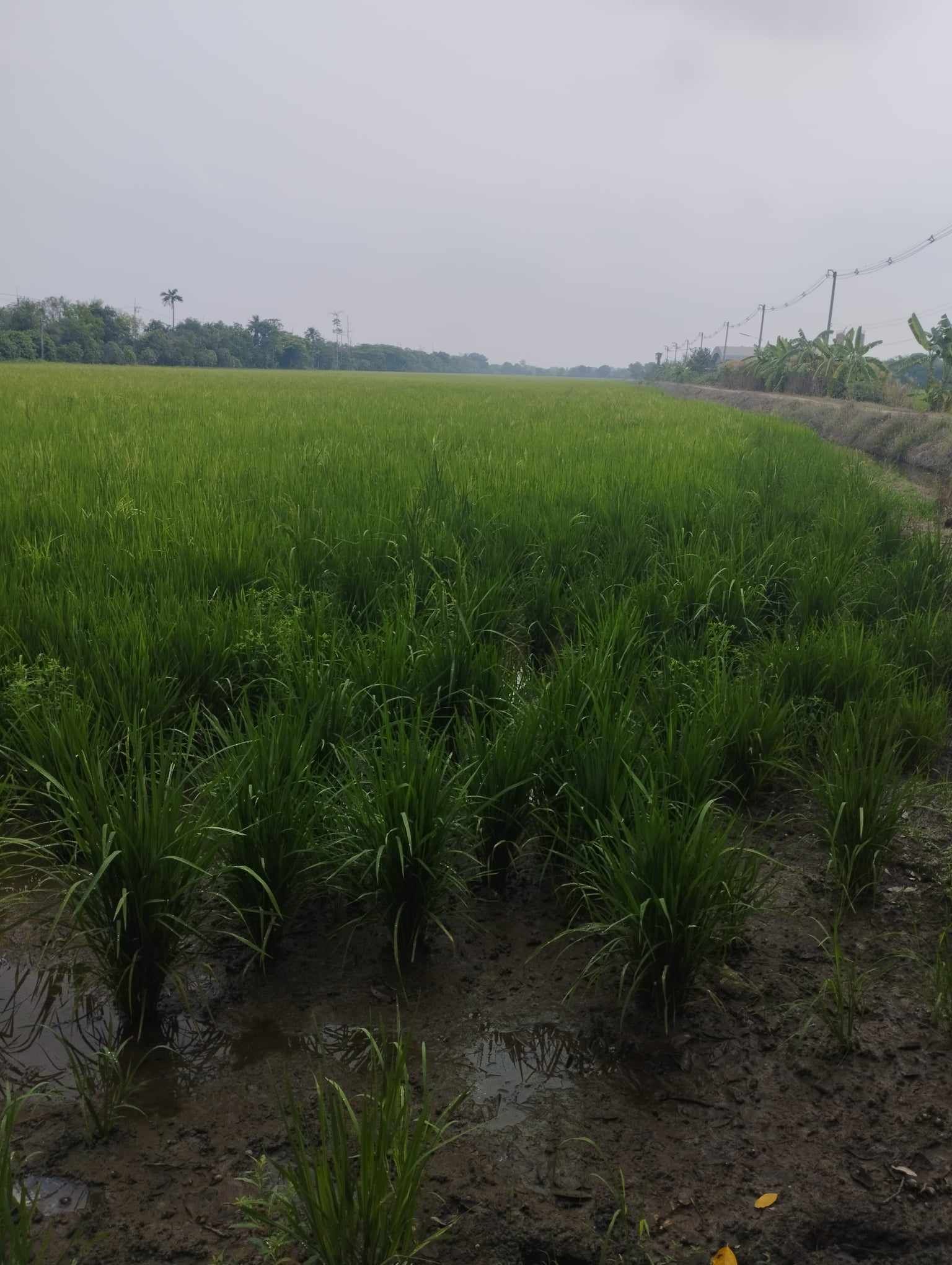 คุณป้าต้องการขายที่ดิน 57 ไร่ อ.ลาดหลุมแก้ว