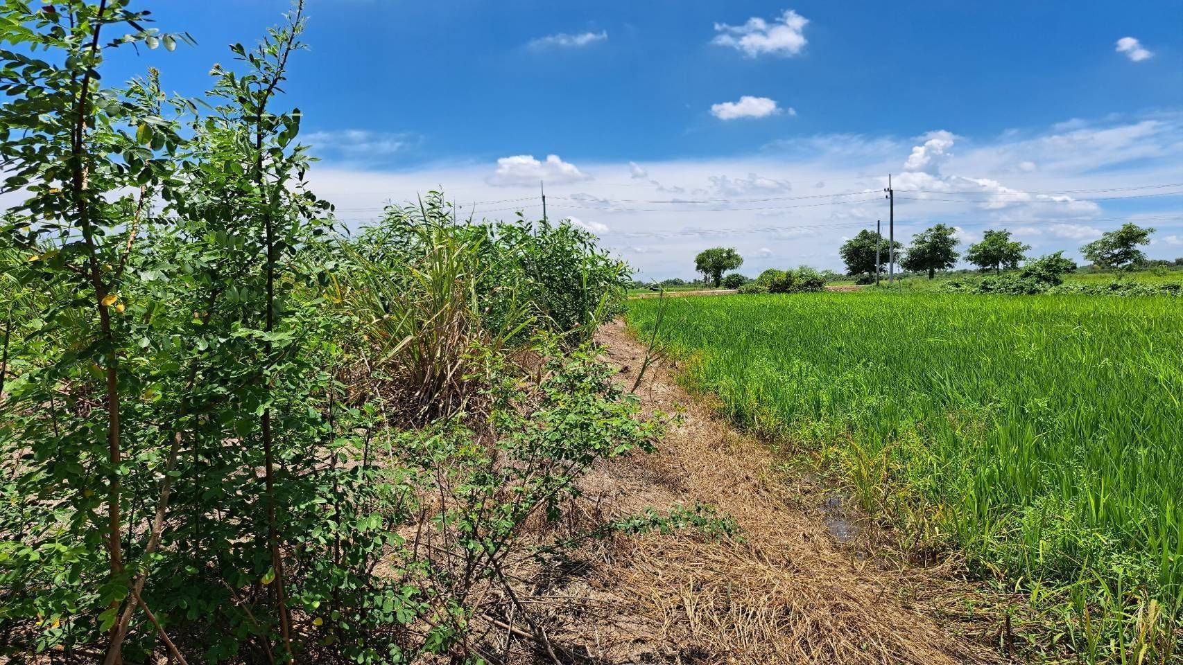 ขายที่ดิน
