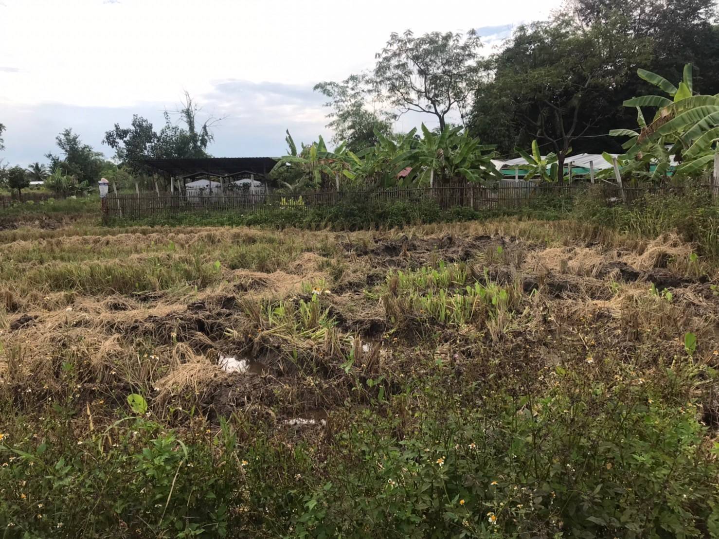 ขายที่ดิน หางดง เชียงใหม่ 1ไร่