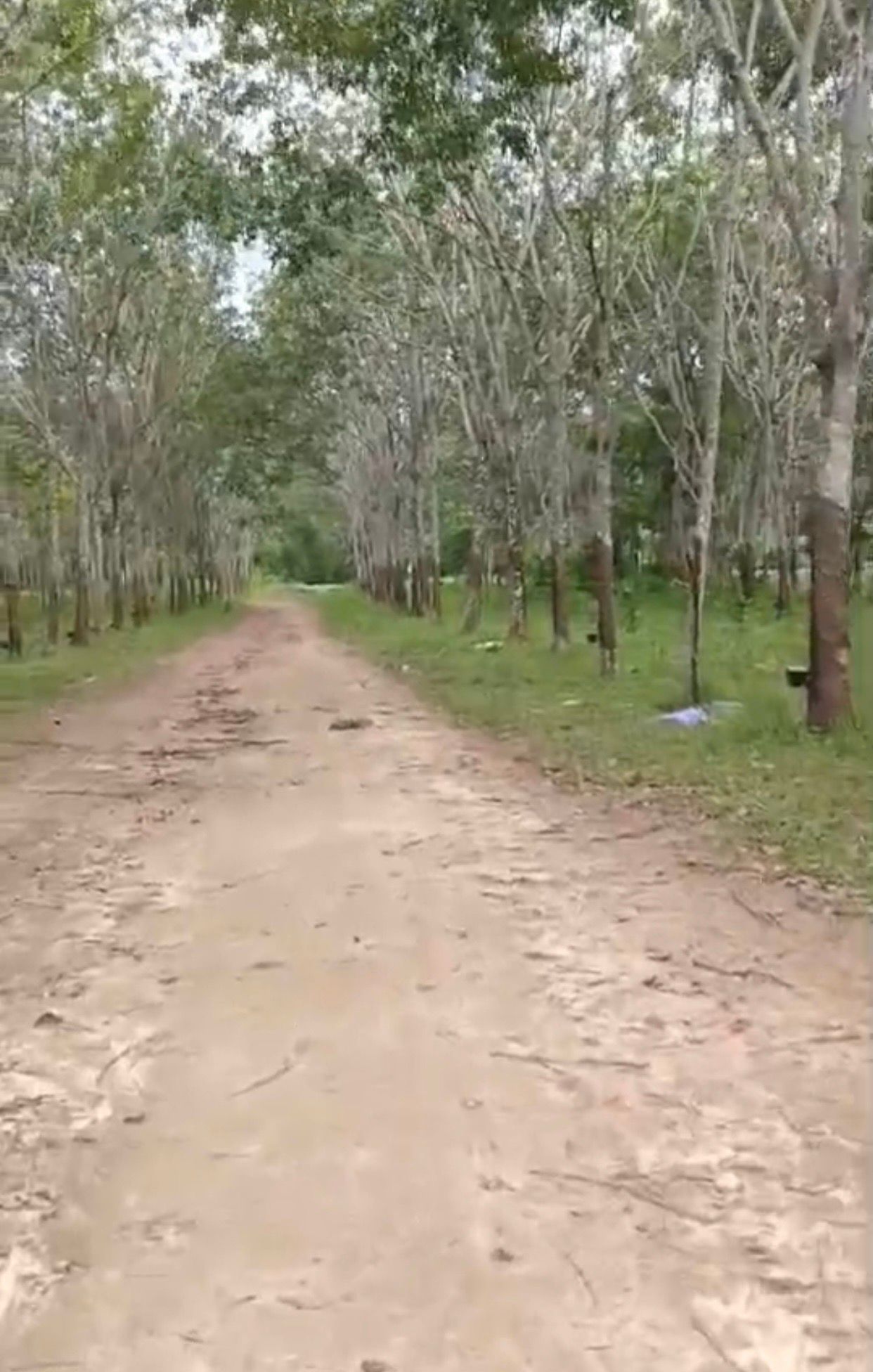 ขายที่ดินภูเก็ต ถลาง ที่ดินทำเลสวยในภูเก็ต
