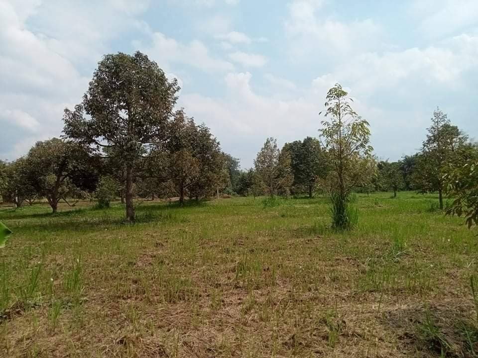 ที่ดินสวนทุเรียน กาญฯ 32-3-60