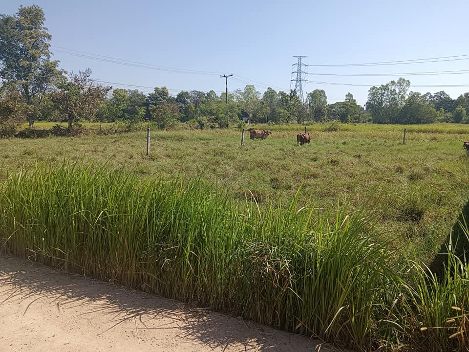 ขายทีดิน อุบลราชธานี 110.2 ตรว